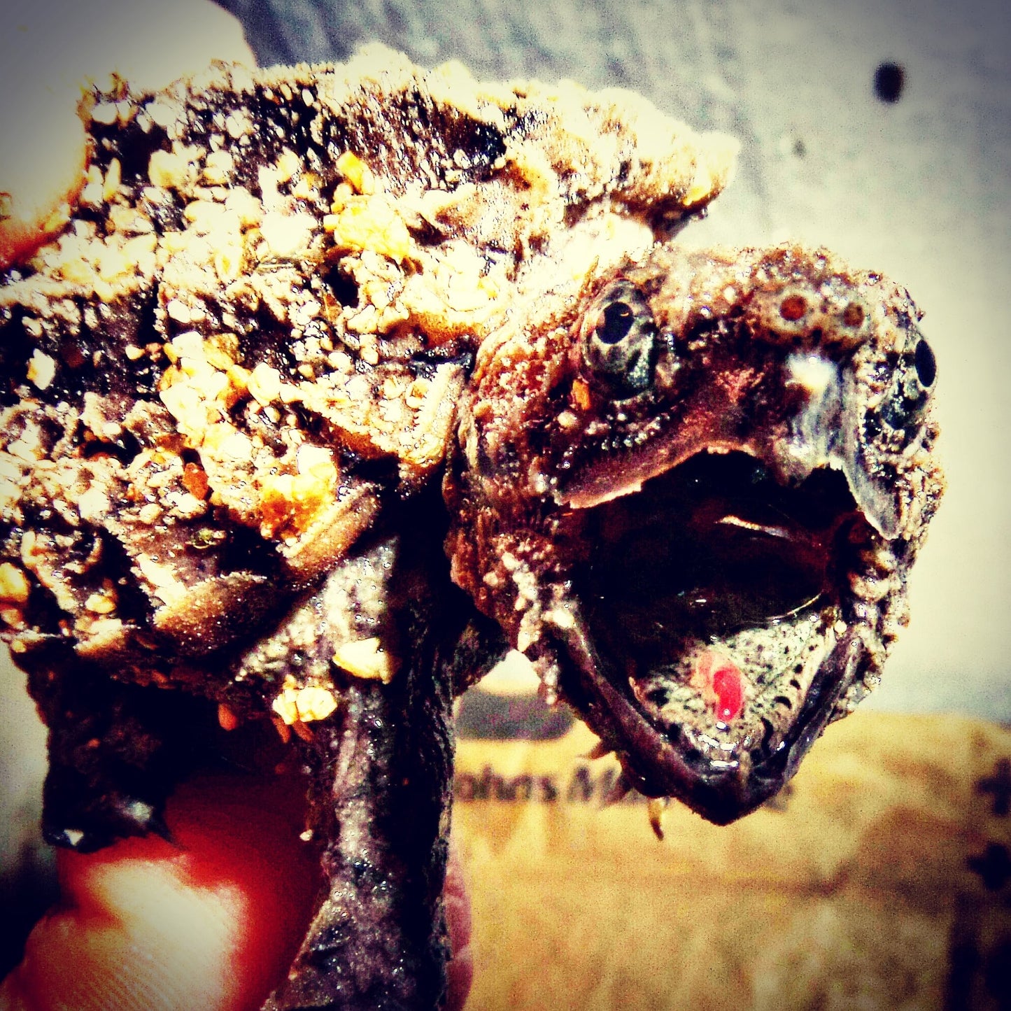 Alligator Snapping Turtle Hatchling Pre-Order - Fall 2026 (Paid in Full)