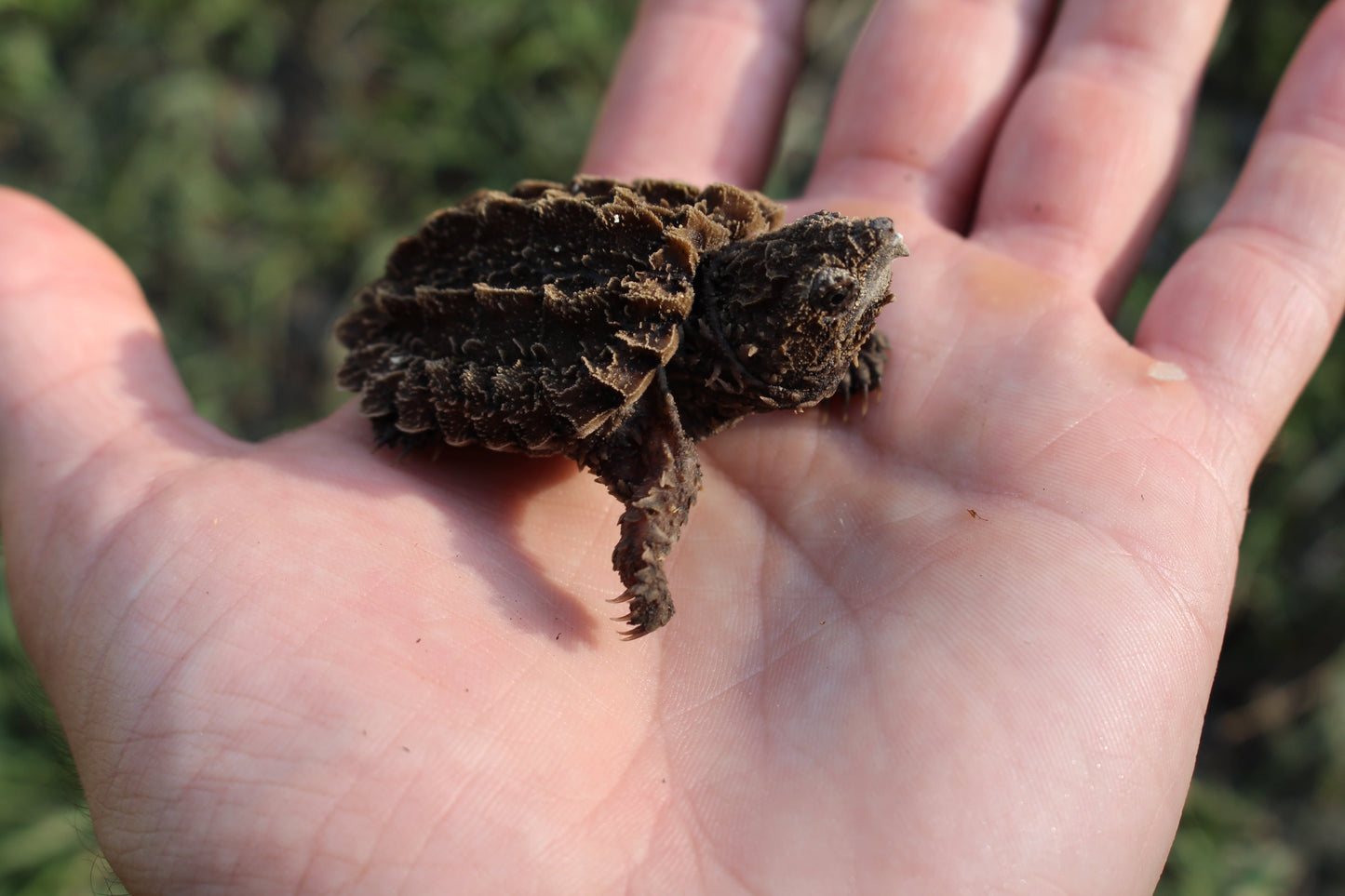 Alligator Snapping Turtle (1 Turtle)