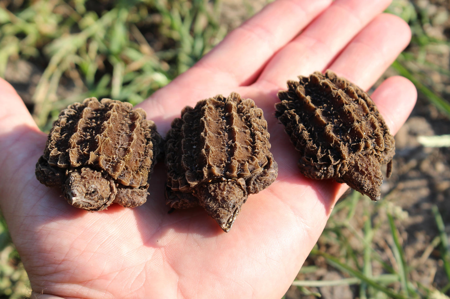 Alligator Snapping Turtle Tri Pack (3 Turtles)