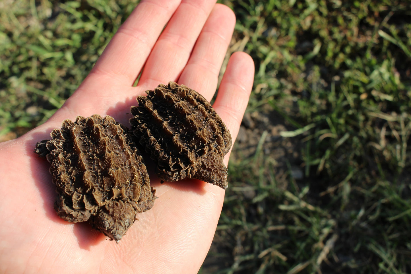 Alligator Snapping Turtle Bundle (2 Turtles)