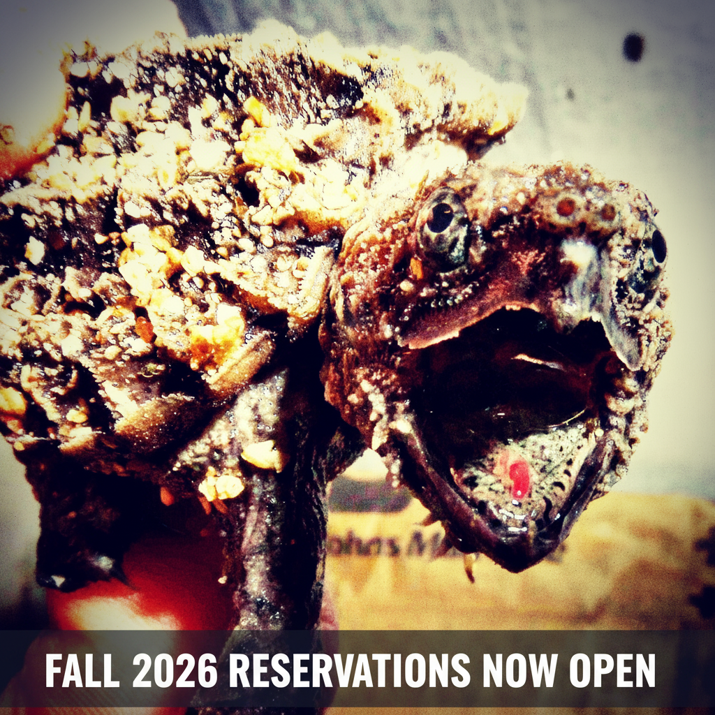 Fall 2026 Hatchling Reservation - Alligator Snapping Turtle