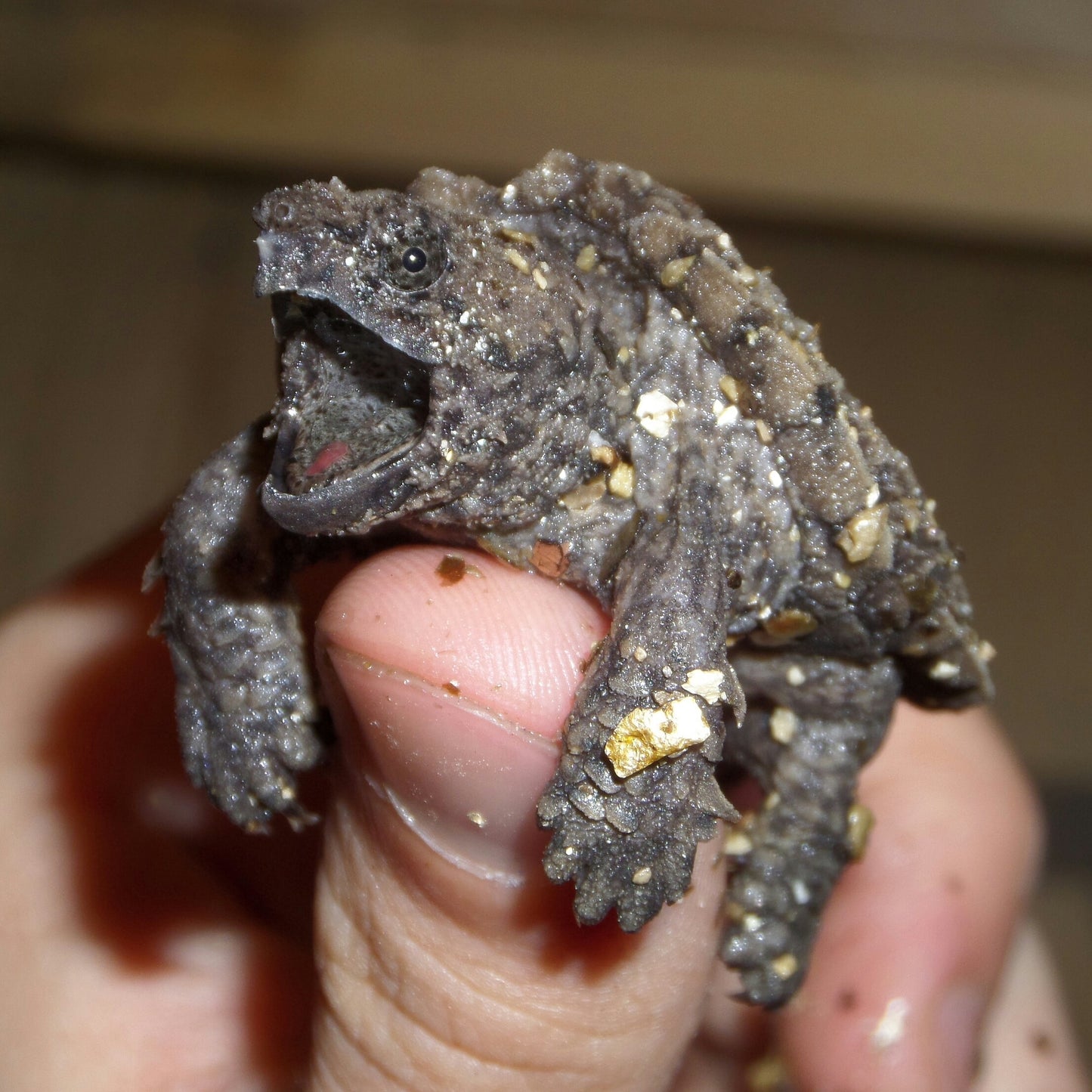 Fall 2026 Hatchling Reservation - Alligator Snapping Turtle