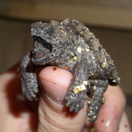 Alligator Snapping Turtle Hatchling Pre-Order - Fall 2026 (Paid in Full)