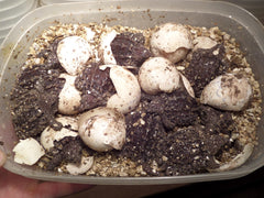 Hatchling
