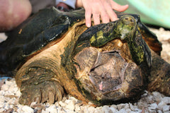 Hatchling